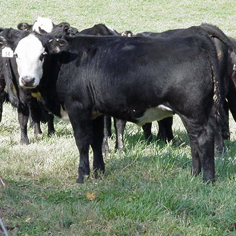 Feeder cattle standing in a group 