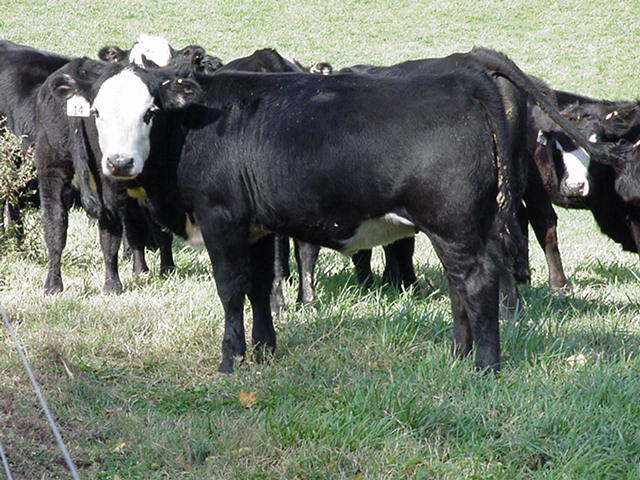 Feeder Cattle